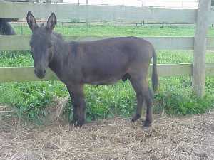 Wee Friends Farm Nitro - Small Dark Herd Sire